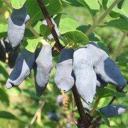 ������ ������ ��������� ��������� �����   ����