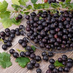 ������ ������ ����� (��������� � ���������, ����������) �����   ����