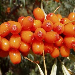 ������ ������ ������� �������� �������   ����