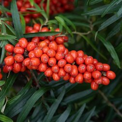 ������ ������ �������� ����������   ����