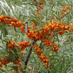 ������ ������ ���������� �������� �������   ����