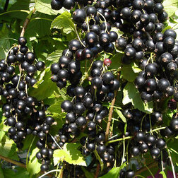 ������ ������ ��������� ������ ��� �������������   ����