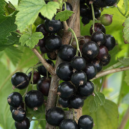 ������ ������ ������� ��������� ������ (������)   ����