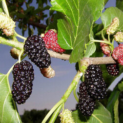 ������ ������ ��������� ������ ����� (� �����)   ����