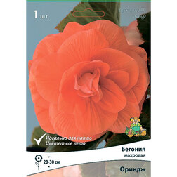 ������ ������ ������� �������� ������ (1 ��.)   ����