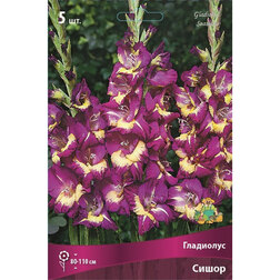 ������ ������ ��������� ����� (5��)   ����