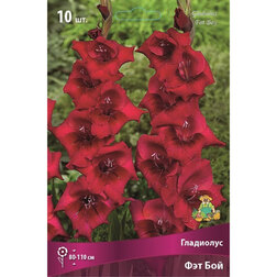 ������ ������ ��������� ��� ��� (10��)   ����