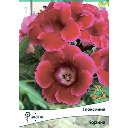 ������ ������ ��������� ������ (1 ��.)   ����