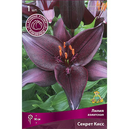 ������ ������ ����� ��������� ������ ���� (1 ��.)   ����