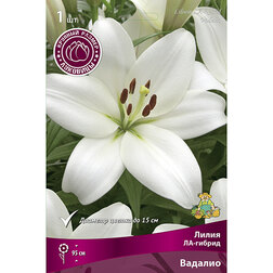 ������ ������ ����� ��-������ ������� (1 ��.)   ����