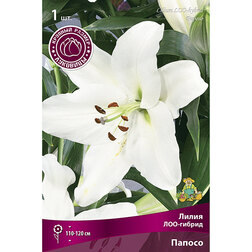 ������ ������ ����� ���-������ ������ (1 ��.)   ����