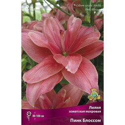 ������ ������ ����� ��������� �������� ���� ������� (2 ��.)   ����