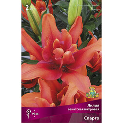 ������ ������ ����� ��������� �������� ������ (2 ��.)   ����