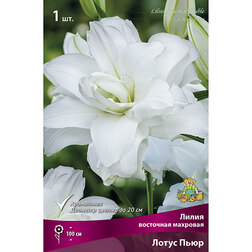 ������ ������ ����� ��������� ����� ����   ����