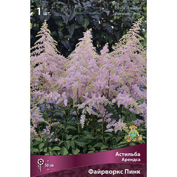 ������ ������ �������� ������� ��������� ����   ����