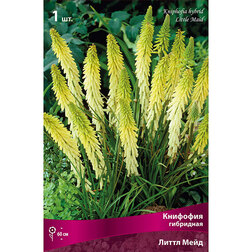 ������ ������ �������� ����� ���� (���������)   ����