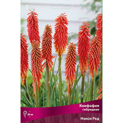 ������ ������ �������� ����� ��� (���������)   ����