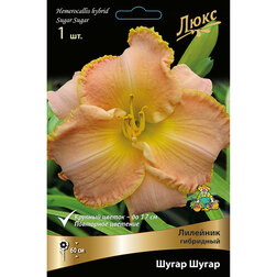 ������ ������ �������� ��������� ����� �����   ����