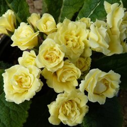 ������ ������ ������� �����*   ����