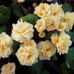 ������ ������ ������� ������ ����*   ����