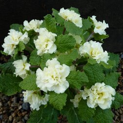 ������ ������ ������� �������*   ����