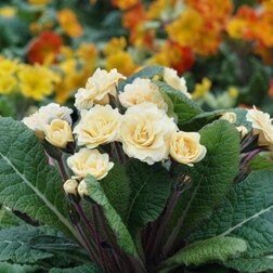 ������ ������ ������� ���� �� ������*   ����