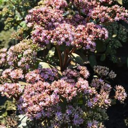 ������ ������ ����� ������ �������   ����