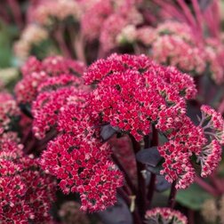 ������ ������ ����� �������� ��� ����   ����