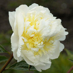 ������ ������ ���� ���������������� ������ ���* (2-3 �����)   ����