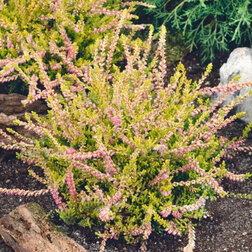 ������ ������ ������ ������������ ������   ����