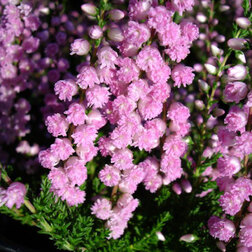 ������ ������ ������ ������������ ��. �. ���������   ����