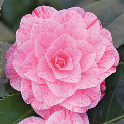 ������ ������ ������� �������� ������ ��������   ����