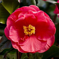 ������ ������ ������� �������� ������ ����   ����