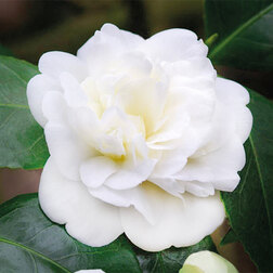 ������ ������ ������� �������� �����������   ����