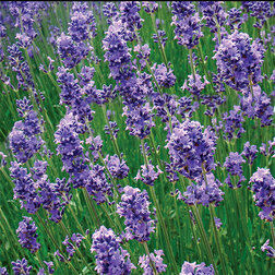 ������ ������ ������� ����������� �������   ����