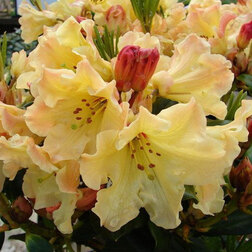 ������ ������ ����������� ��������� ����� �����   ����