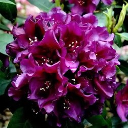 ������ ������ ����������� ��������� ���������   ����