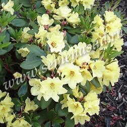 ������ ������ ����������� ��������� ��������   ����