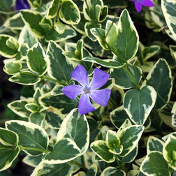 ������ ������ �������� ����� ���������   ����