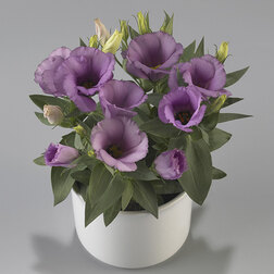 ������ ������ ������� ������ ����� (1��-1000�����) ���������������� ������   ����