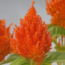 ������ ������ ������� �������� ������� ����� (1��-100��) ���������������� ������   ����