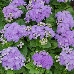 ������ ������ �������� ����� ��� (1��-100 ��) ���������������� ������   ����