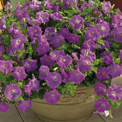 ������ ������ ������� ��������� ���� ������� �������� (1��-100�����) ���������������� ������   ����