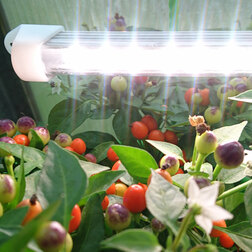 ������ ������ ���������� ������������ VermiLIGHT ������� - 15 (50 ��)   ����