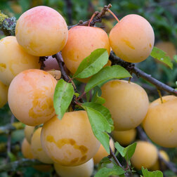 ������ ������ ����� ����� ������� (������ �����) (� �����)   ����