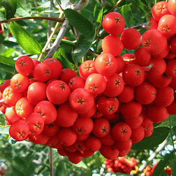 ������ ������ ������ ���� �������   ����