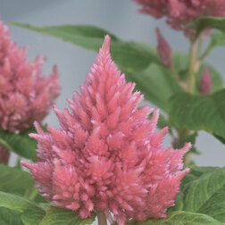 ������ ������ ������� �������� ������� ���� (1��-100��) ���������������� ������   ����