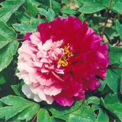 ������ ������ ���� ����������� ������ ����   ����