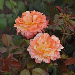 ������ ������ ���� ���������� ������ ���������   ����