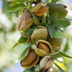 ������ ������ ������� ��������� (������ �����) (� �����)   ����